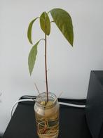 Leuk avocadoplantje te koop, Ophalen of Verzenden, Overige soorten, Minder dan 100 cm