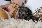 🩵 kleine rode en merle  maltipoo puppys 🩷, Poedel, Parvo, 8 tot 15 weken, Meerdere