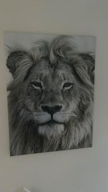Leeuw op canvas beschikbaar voor biedingen