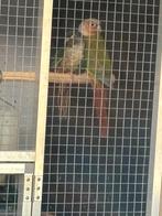 Pyrhura onverwant koppel, Dieren en Toebehoren, Vogels | Parkieten en Papegaaien, Meerdere dieren, Parkiet