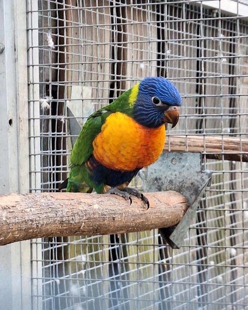Jonge lories | Leergierig | Gemakkelijk tam! |, Dieren en Toebehoren, Vogels | Parkieten en Papegaaien, Papegaai, Meerdere dieren