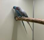 Opaline halsbandparkiet pop 23, Dieren en Toebehoren, Vogels | Parkieten en Papegaaien, Vrouwelijk, Parkiet