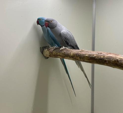 Opaline halsbandparkiet pop 23, Dieren en Toebehoren, Vogels | Parkieten en Papegaaien, Parkiet, Vrouwelijk