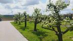 Conference perenboom 65+ jaar oud, Tuin en Terras, Ophalen, Lente, Perenboom, 250 tot 400 cm