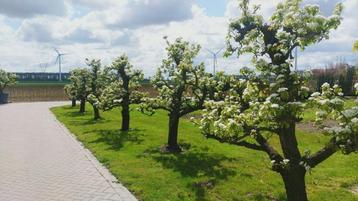 Conference perenboom 65+ jaar oud beschikbaar voor biedingen