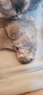 Britse korthaar kittens, Dieren en Toebehoren, Katten en Kittens | Raskatten | Korthaar, Kater, Ontwormd, 0 tot 2 jaar