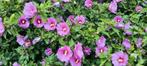 Hibiscus zaad zaden kleur roze paars, Ophalen, Voorjaar, Volle zon, Zaad