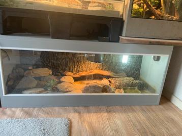 Terrarium met berberskink beschikbaar voor biedingen
