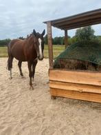 Plek vrij kleinschalige pensionstal apeldoorn, Dieren en Toebehoren, Weidegang, 1 paard of pony
