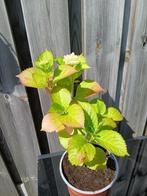 Hortensia licht roze H 37 cm B 21 cm, Overige soorten, Vaste plant, Ophalen of Verzenden, Halfschaduw