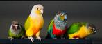 Gezocht papegaaien & kromsnavels🦜, Papegaai, Meerdere dieren, Pratend