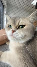Brits korthaar Britse Brit korthaar, Dieren en Toebehoren, Katten en Kittens | Raskatten | Korthaar, Gechipt, 3 tot 5 jaar, Poes