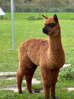 Alpaca hengsten, Dieren en Toebehoren, Overige Dieren, Juli, Mannelijk