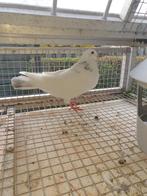 7 jonge Haagse tilduiven EIGENKWEEK KROPPERS, Dieren en Toebehoren, Vogels | Duiven, Meerdere dieren, Kropper