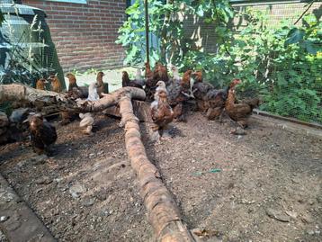Brahma hennen beschikbaar voor biedingen