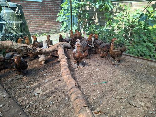 Brahma hennen, Dieren en Toebehoren, Pluimvee, Kip, Meerdere dieren