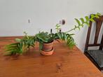 Epiphyllum Chysocardium, Huis en Inrichting, Kamerplanten, Cactus, Minder dan 100 cm, Halfschaduw, Bloeiende kamerplant