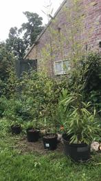 Bamboe, Overige soorten, Vaste plant, Ophalen of Verzenden, Bloeit niet
