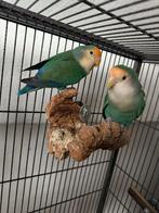 Dwerg papegaaien 4 stuks met kooi erbij, Dieren en Toebehoren, Meerdere dieren, Papegaai