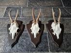 3 Mooie Ree geweien samen € 24 jacht hut mancave f98, Verzamelen, Dierenverzamelingen, Ophalen of Verzenden, Zo goed als nieuw