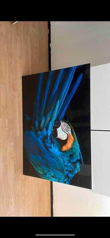 Papegaai op plexiglas  beschikbaar voor biedingen