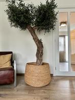 Olijfboom voor binnen kunstolijf met rieten bloempot, Huis en Inrichting, Ophalen, Zo goed als nieuw, Binnen