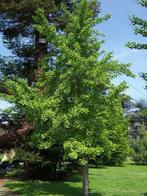 Ginkgo biloba bomen te koop, Tuin en Terras, Planten | Bomen, Overige soorten, Ophalen of Verzenden