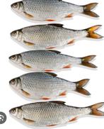 Gezocht levende voorns, Watersport en Boten, Ophalen of Verzenden, Nieuw, Overige typen