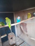 5   mooie   engele   parkieten, Dieren en Toebehoren, Vogels | Parkieten en Papegaaien, Meerdere dieren, Parkiet, Geringd