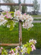 Bio Fruitbomen laagstam  half en hoogstam in soorten