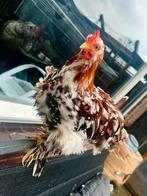 Meerdere cochin krielporselein haantjes beschikbaar, Dieren en Toebehoren, Pluimvee, Mannelijk, Kip