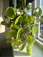 Pannenkoekenplant, Overige soorten, In pot, Minder dan 100 cm, Groene kamerplant