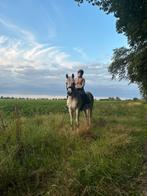 Brave familie pony, Dieren en Toebehoren, Pony's, Merrie, D pony (1.37m tot 1.48m), Recreatiepony, 11 jaar of ouder