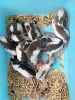 Tamme baby ratjes, Dieren en Toebehoren, Rat, Juli, Meerdere dieren, Tam