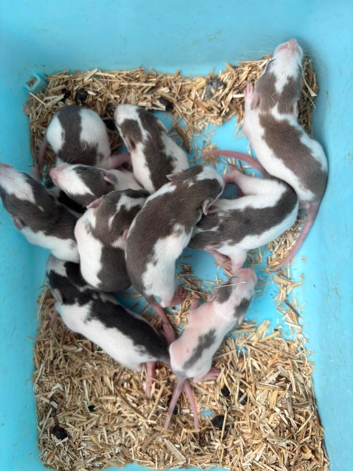 Tamme baby ratjes, Dieren en Toebehoren, Knaagdieren, Meerdere dieren, Rat, Juli, Tam