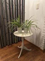 2x graslelie met bloempot en binnenpot kamerplant samen €10, Huis en Inrichting, Kamerplanten, Ophalen, Halfschaduw, Minder dan 100 cm