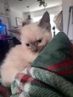Kittens tekoop