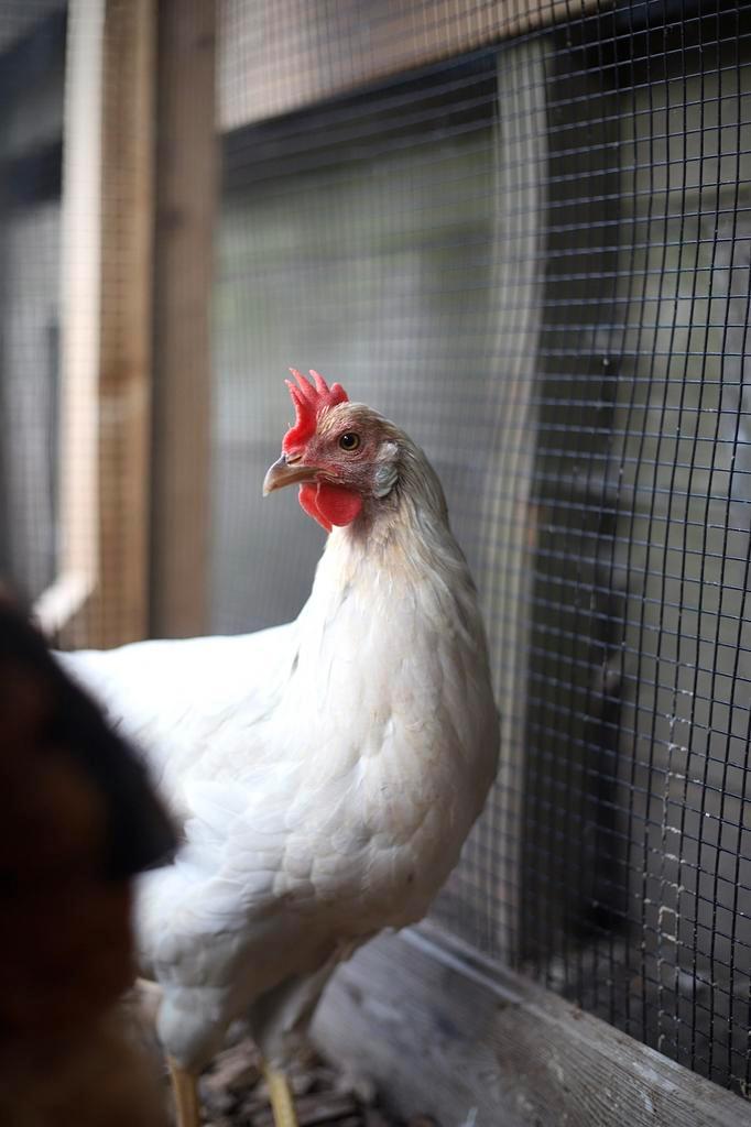 2 prachtige isabel leghorn hennen te koop, Dieren en Toebehoren, Pluimvee, Kip, Vrouwelijk