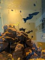 Nieuwe ronde! Black mollies, Dieren en Toebehoren, Vissen | Aquariumvissen, Vis