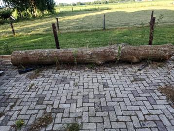 Eiken stam beschikbaar voor biedingen