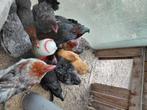 Enkele  marans hanen tekoop, Dieren en Toebehoren, Pluimvee, Mannelijk, Kip