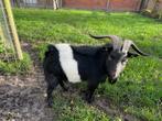 Bok, Dieren en Toebehoren, Schapen, Geiten en Varkens, Mannelijk, Geit, 0 tot 2 jaar