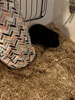 Cavia, Dieren en Toebehoren, Knaagdieren, Augustus, Mannelijk, Cavia