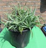 2 grote potten kamer planten vet planten per pot 7,50 euro, Huis en Inrichting, Kamerplanten, Ophalen, Vetplant, Halfschaduw, Minder dan 100 cm