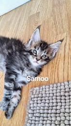 Lieve mooie Main Coon Kittens, Dieren en Toebehoren, Katten en Kittens | Raskatten | Langhaar, Meerdere dieren, Gechipt, 0 tot 2 jaar