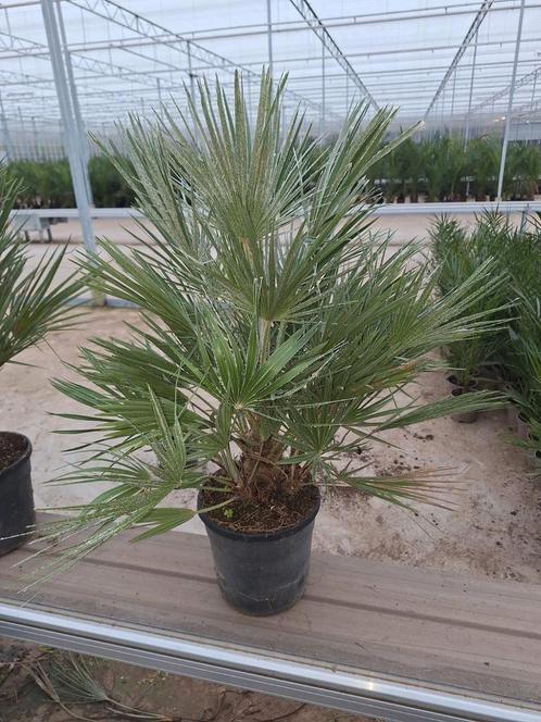 Chamaerops Humulis Palm winterhard, Tuin en Terras, Planten | Bomen, Palmboom, 100 tot 250 cm, Volle zon, Zomer, Ophalen