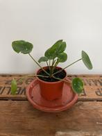 Pannenkoekplant Pilea Peperomioides Kamerplant Plant, Ophalen, Overige soorten, Minder dan 100 cm