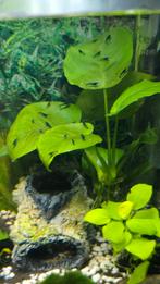 Blue dream neocardina garnalen orange eye. (OE), Dieren en Toebehoren, Kreeft, Krab of Garnaal, Zoetwatervis