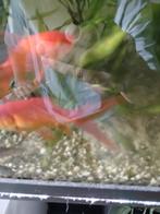 8goldfish 9 Hoplisoma paleatum
50guppy, Dieren en Toebehoren, Vissen | Vijvervissen, Karper of Koi