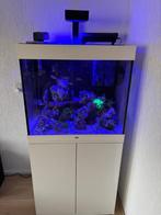 Compleet zeewateraquarium met techniek en levende have, Dieren en Toebehoren, Vissen | Aquaria en Toebehoren, Ophalen, Gebruikt